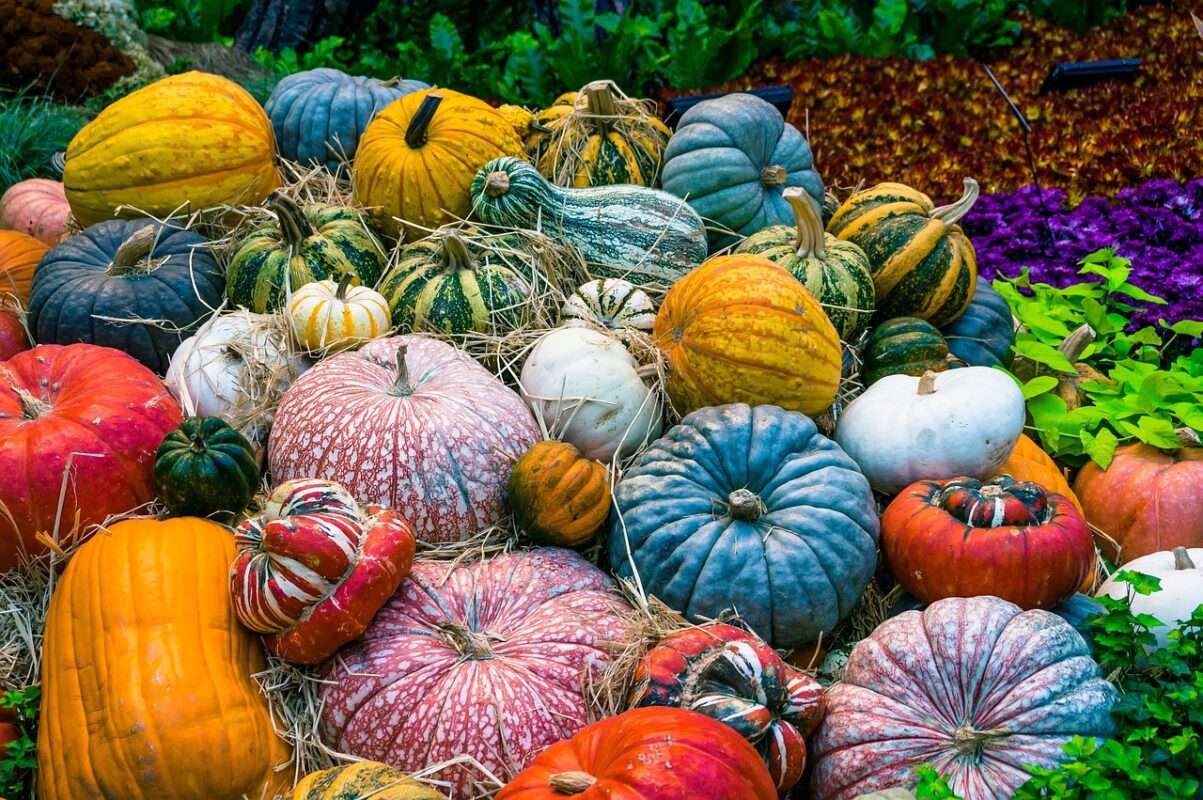 Doğal ve Taze Sebzeler İçin: Sebze Fidesi Ekim Zamanı