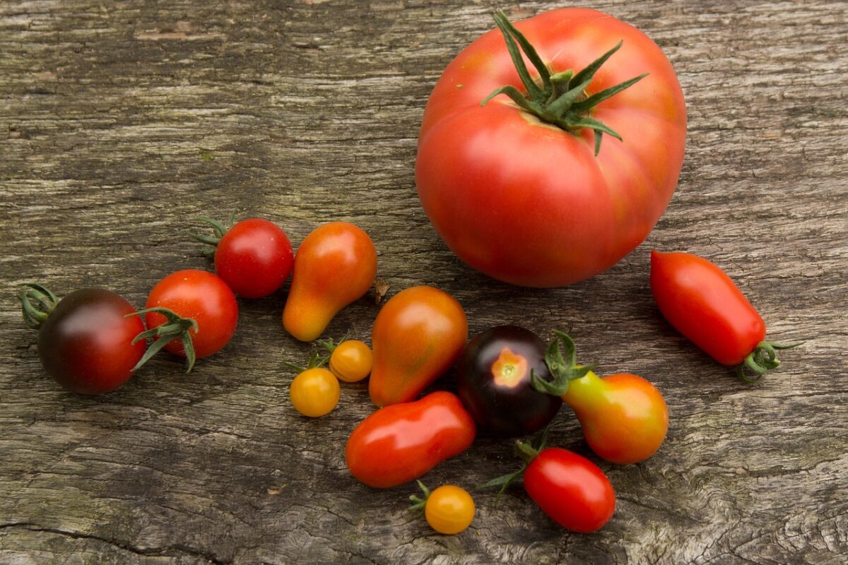 Evde Kendi Sebzelerinizi Yetiştirin: Domates ve Biber Fidesi Ekim Zamanı
